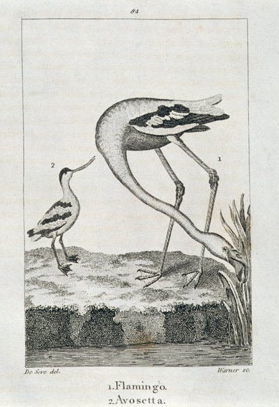 Flamingo a Avosetta, z Historie Země a animované přírody, Londýn 1816 (rytina mědi) od Spanish School