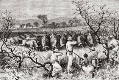 Lov buvolů ve střední Africe na konci 19. století, z „Africa Pintoresca“, vydáno 1888 od Spanish School