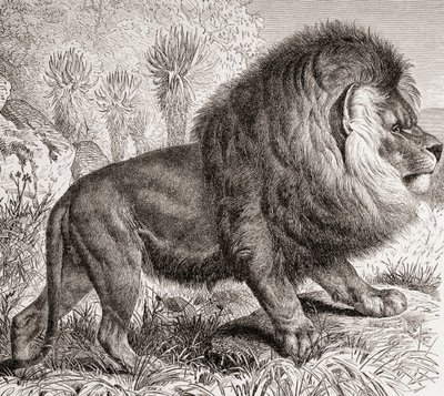 Lev kapský, dnes vyhynulý, z knihy "La Vida de los Animales", vyd. kolem roku 1885 (tisk) od Spanish School
