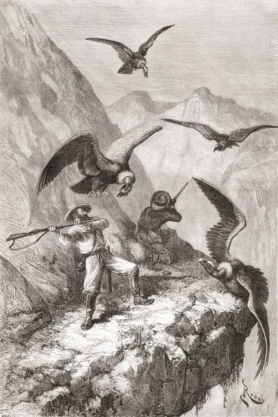 Édouard François André a jeho společník byli napadeni kondory poblíž Calacali, provincie Pichincha, Ekvádor, během své botanické expedice v podhůří And v letech 1875-76 od Spanish School