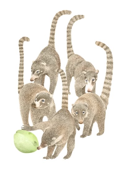 Kostarika Coatis, 2019 (grafitová tužka a digitál) od Stacy Hsu
