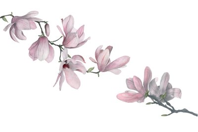 Magnolie, 2015 (grafitová tužka a akvarel) od Stacy Hsu