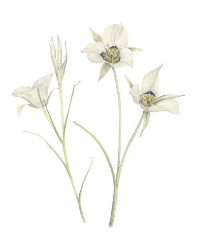 Mariposa Lily, 2018 (grafitová tužka a akvarel) od Stacy Hsu