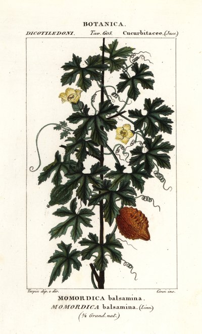Africká okurka, Momordica balsamina od Stanghi Stanghi