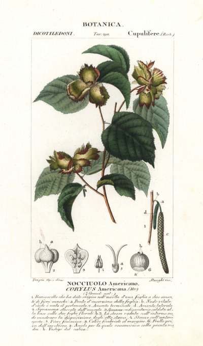 Americký lískový ořech, Corylus americana od Stanghi Stanghi