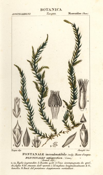 Antifever fontinalis mech, Fontinalis antipyretica od Stanghi Stanghi