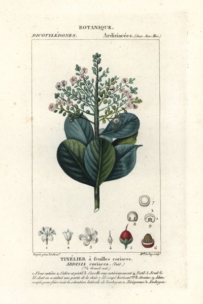 Hovězí dřevo, Ardisia coriacea od Stanghi Stanghi