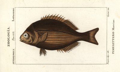 Jelec mosazný, Kyphosus vaigiensis od Stanghi Stanghi