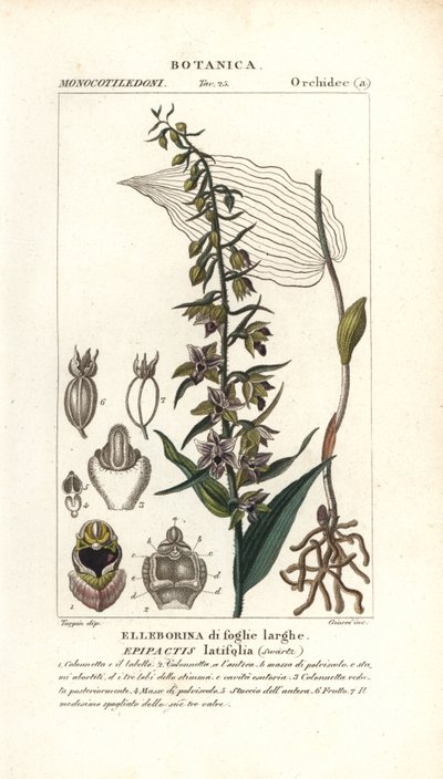 Vstavač čemeřice širokolistá, Epipactis helleborine od Stanghi Stanghi