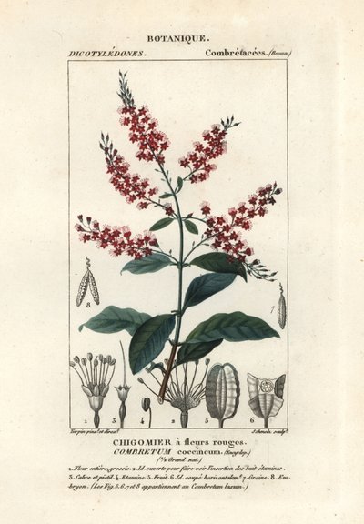 Vrba keřová, Combretum coccineum od Stanghi Stanghi