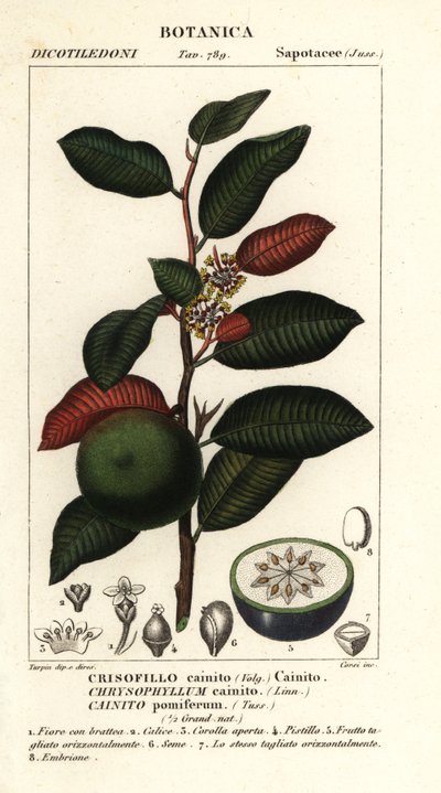 Cainite, Chrysophyllum cainite od Stanghi Stanghi