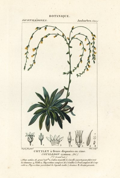 Kaňon žije-věčně,, Dudleya cymosa od Stanghi Stanghi