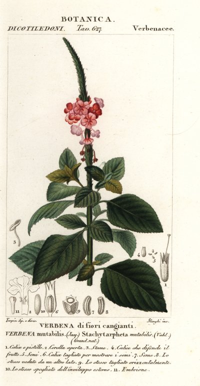 Velvetberry proměnlivý, Stachytarpheta proměnlivý od Stanghi Stanghi