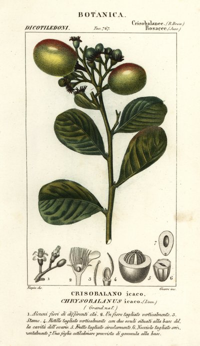 Cocoplum, Chrysobalanus icaco od Stanghi Stanghi