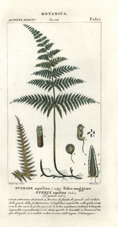 Kapradí nebo brzdič obecný, Pteridium aquilinum od Stanghi Stanghi