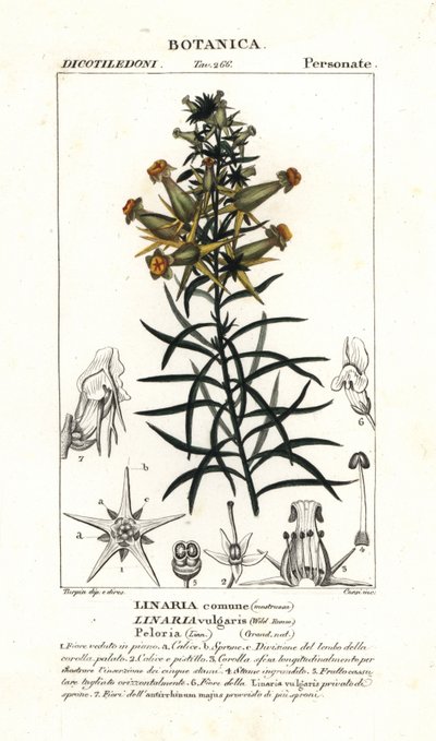 Roucha obecná nebo muchomůrka žlutá, Linaria vulgaris od Stanghi Stanghi