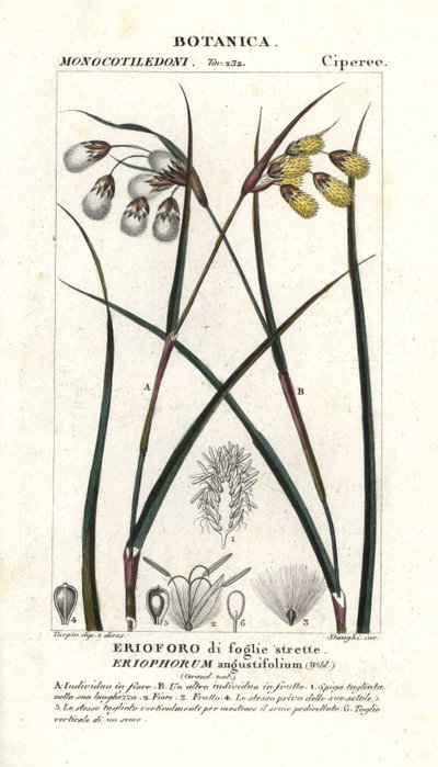Bavlník nebo bavlník, Eriophorum angustifolium od Stanghi Stanghi