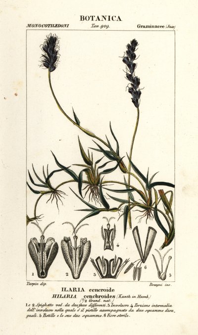 Mesquite kadeřavý, Hilaria cenchroides od Stanghi Stanghi