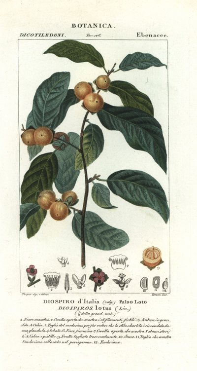 Datle švestka, Diospyros lotos od Stanghi Stanghi