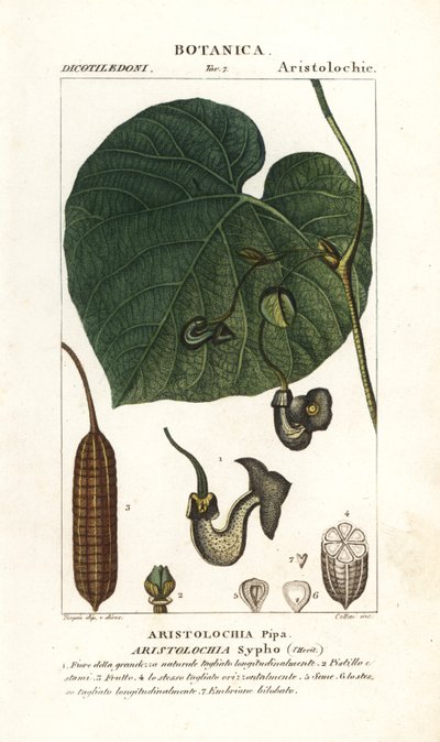 Holanďanská dýmka nebo dýmka, Aristolochia macrophylla od Stanghi Stanghi
