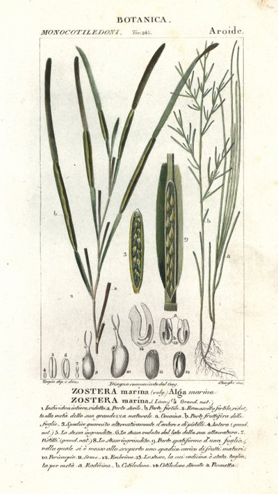Úhoří tráva nebo mořský vrak, přístav Zostera od Stanghi Stanghi