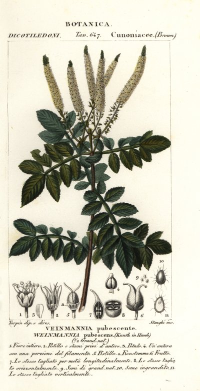 Encenillo, Weinmannia pubescens od Stanghi Stanghi