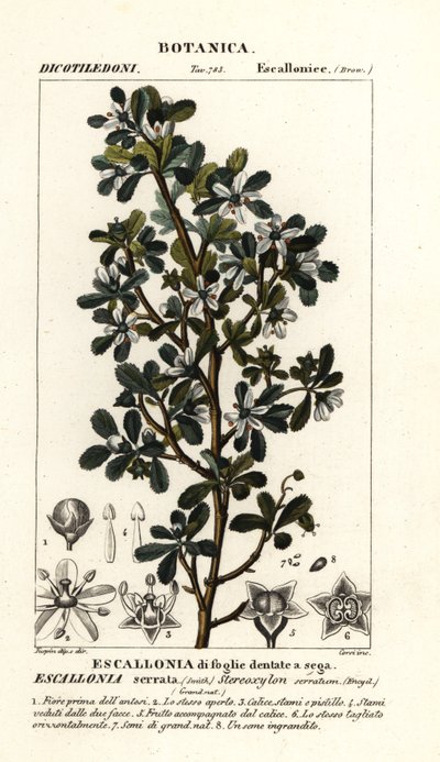 Escallonia serrata od Stanghi Stanghi
