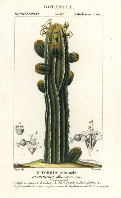 Euphorbia officinarum od Stanghi Stanghi