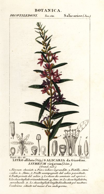 Evropská hůlka loosestrife, Lythrum virgatum od Stanghi Stanghi