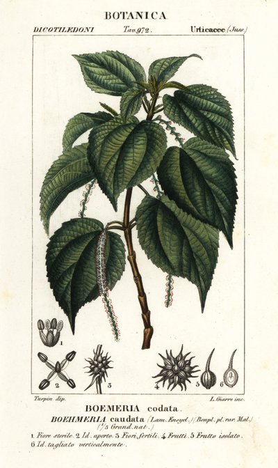 Netřesk falešný, Boehmeria caudata od Stanghi Stanghi