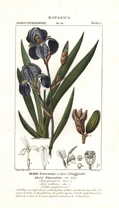 Iris florentský, Iris germanica var florentina od Stanghi Stanghi