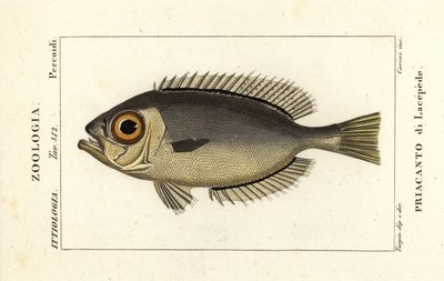 Velkoočky, Heteropriacanthus cruentatus od Stanghi Stanghi