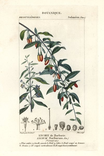 Goji bobule, Lycium barrum od Stanghi Stanghi