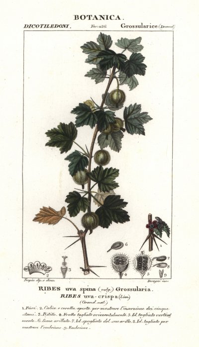 Angrešt, Ribes uva-crispa od Stanghi Stanghi