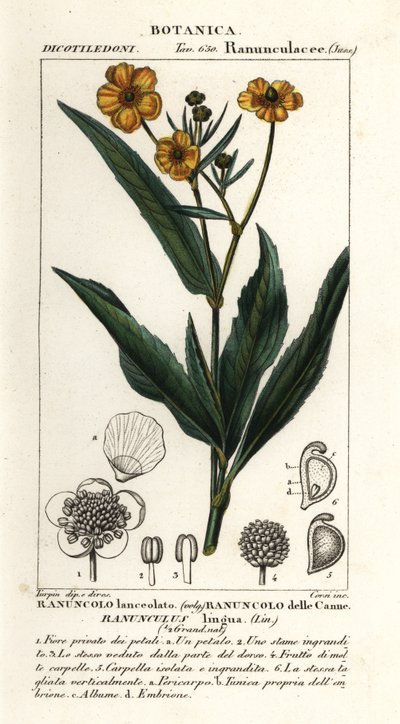 Kopinatka větší, Ranunculus lingua od Stanghi Stanghi
