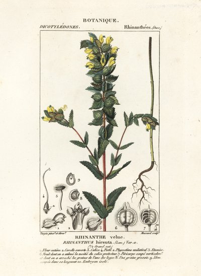 Větší žlutý chřestýš, Rhinanthus alectorolophus od Stanghi Stanghi