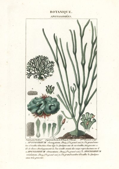 Zelené řasy druh Spongodium od Stanghi Stanghi