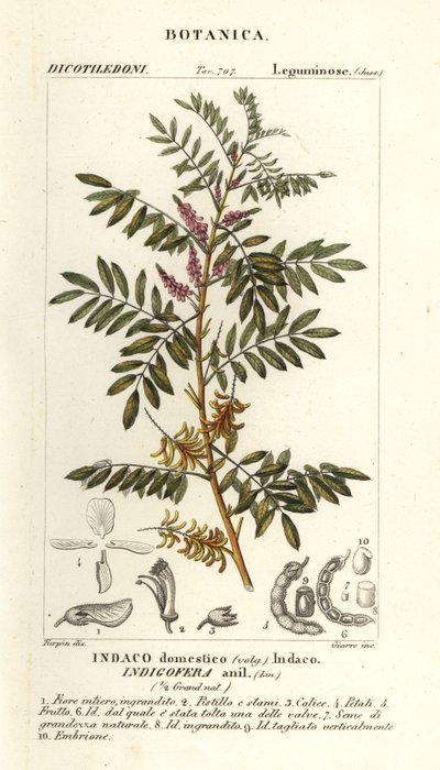 Guatemalské indigo, Indigofera suffruticosa od Stanghi Stanghi