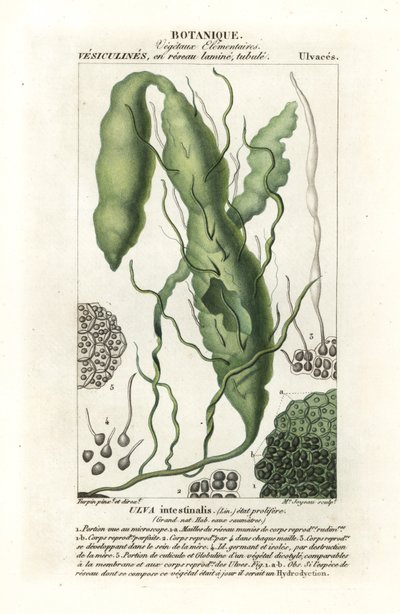 Gutweed nebo chaluha travní, Ulva inneris od Stanghi Stanghi