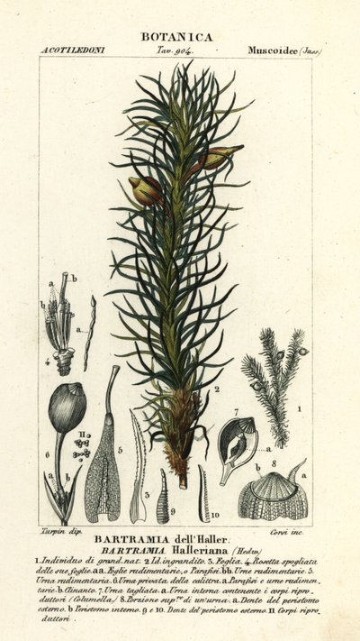 Hallerův jabloňový mech, Bartramia halleriana od Stanghi Stanghi