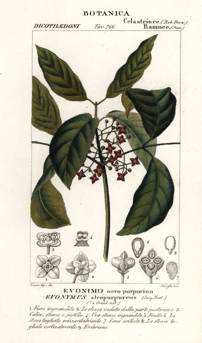 Hamiltonův vřeteno, Euonymus hamiltonianus od Stanghi Stanghi