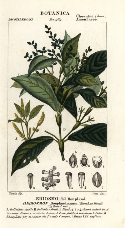 Hedyosmum bonplandianum od Stanghi Stanghi