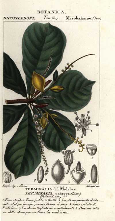 Indická mandle, Terminalia catappa od Stanghi Stanghi