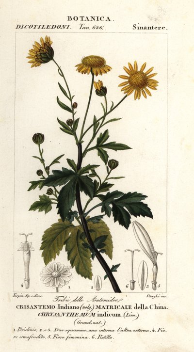 Chryzantéma indická, Chrysanthemum indicum od Stanghi Stanghi