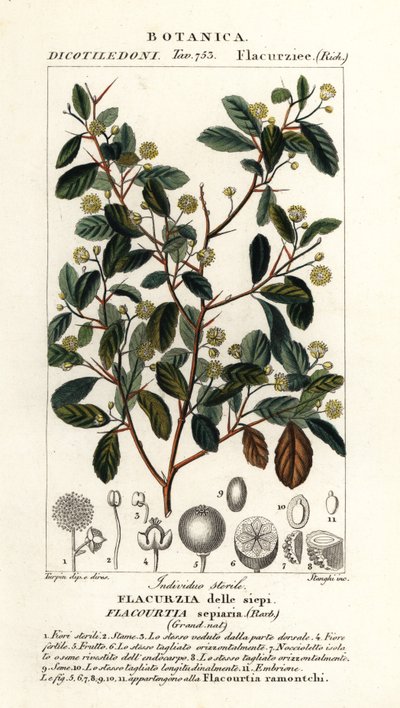Indická švestka, Flacourtia indica od Stanghi Stanghi
