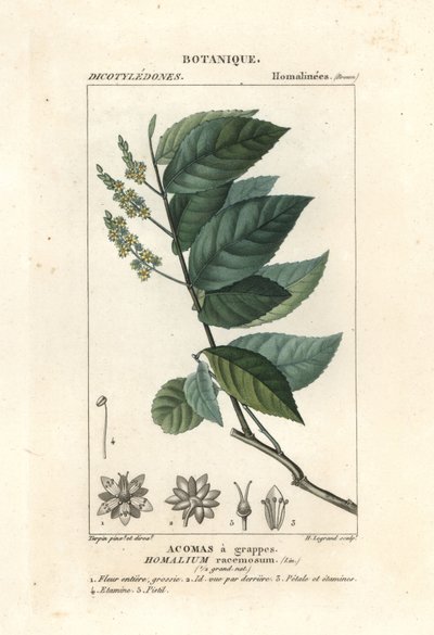 Ironwood, Homalium clusterumus od Stanghi Stanghi