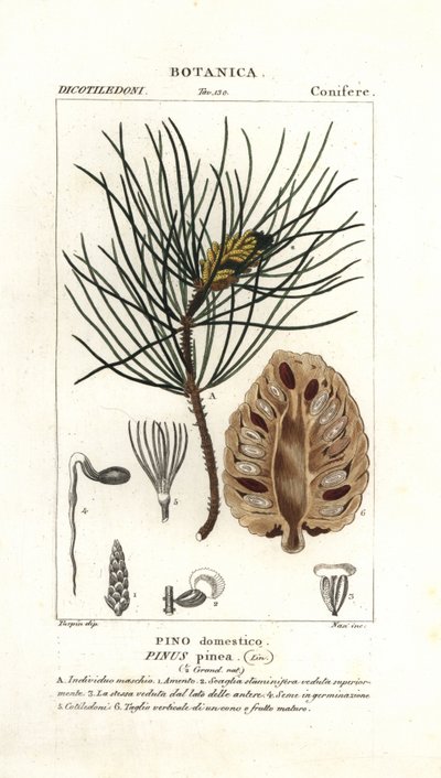 Borovice italská, Pinus pinea od Stanghi Stanghi