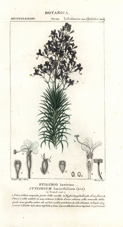 Spouštěč modřínových listů nebo stromů, Stylidium laricifolium od Stanghi Stanghi