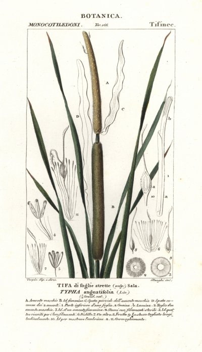 Sítina menší, Typha angustifolia od Stanghi Stanghi