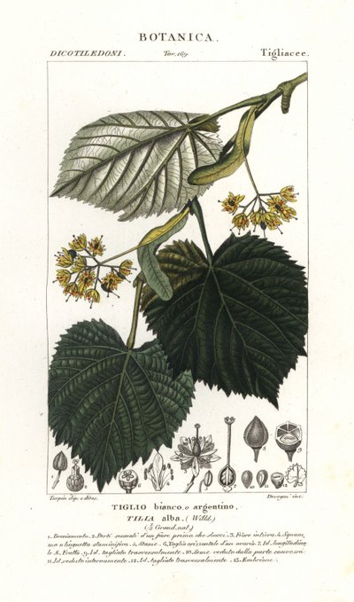 Lípa nebo lípa, Tilia alba od Stanghi Stanghi